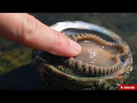 🔴 ASMR | How to Clean Abalone Perfectly | A Satisfying Deep Clean Seafood Tutorial