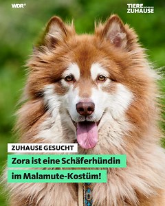 🥰 Mit Zora bekommt man eine Freundin auf Augenhöhe! 🙏 Die Malamute-Hündin ist aufmerksam, bedacht, unkompliziert, lieb und verschmust! Uns fallen noch mehr positive Eigenschaften von Zora ein, aber die Liste würde zu lang! 😉 Zora verhält sich ein bisschen wie ein Schäferhund, weil sie ihren Menschen gefallen will. Aber der Dickkopf des Malamute kommt ebenfalls ab und zu durch! ☎️ Nothilfe Polarhunde Nord e.V. ➡️ Name: Zora Alter: 4 Jahre Besonderheiten: - vital und agil - ein sehr relaxtes Ge