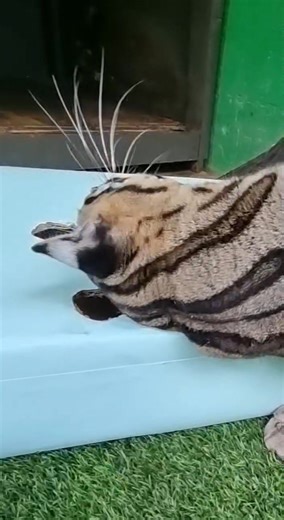 671 reactions · 24 shares | Enrichment activity for Ocelot! ...