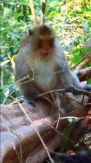 Life of Monkeys: Oh no! The little monkey was thrown down by his grumpy dad.