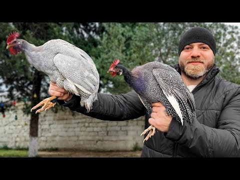 I Cooked Guinea Fowl from a Bird Market in a Wood-Fired Oven! 🔥🍗