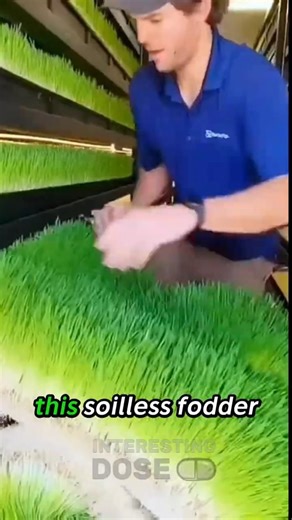 7-Day Hydroponic Barley Fodder 🌱🐄