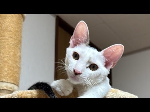 生後130日子猫とみんなとルルちゃん病院から帰宅