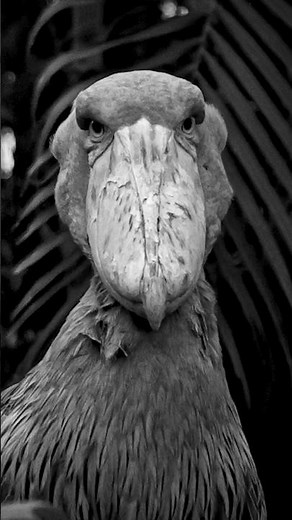 Birds Are Cool. 🐦