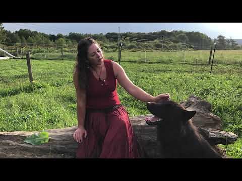 Native American Indian dog breed description