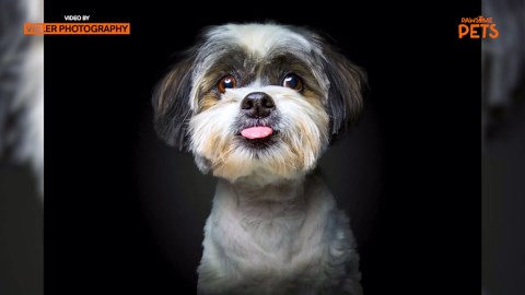 Cheeky dogs stick tongues out for treats