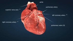 A 3D animation showing the four cardiac chambers—left atrium, right atrium, left ventricle, and right ventricle.