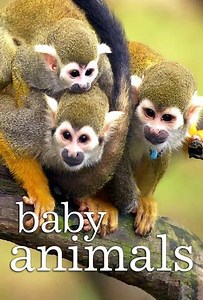 Baby Animals (2015-2018) - Season 2 Episodes and Ratings