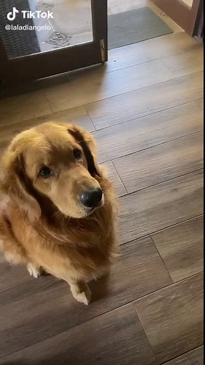 Fail 😂 #fyp #foryourpage #petchallenge #pet