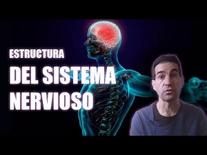 El SISTEMA NERVIOSO - Estructura y funciones | Píldoras educativas | Mr. Hipotálamo