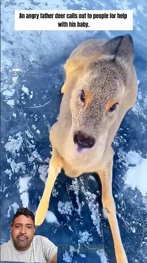 Angry Father Deer Calls Out To People For Help With His Baby#Animalrescue