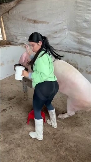 Pig Farming for Beginners | Step-by-Step Guide #PigFarming #Livestock #pigfarm