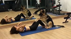 Gym bro German Shepherd helps woman with her sit-ups
