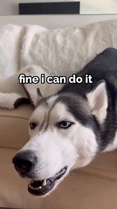 Making My Dog Man Of The House 🤣 | The Husky Moon