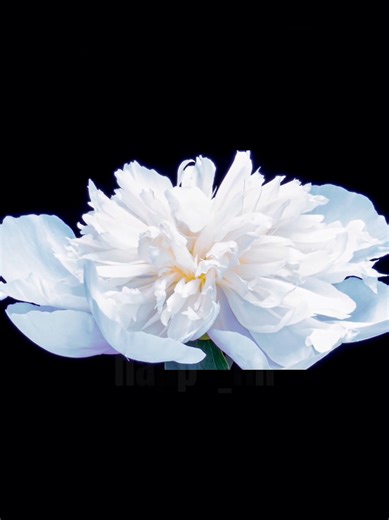 Black Butler Editing Journey: Quitters Never Win