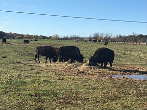 An inside look at N.J.'s only commercial bison farm