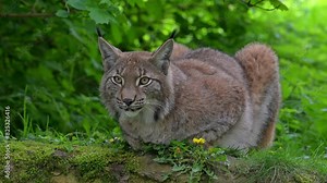 Sleepy Eurasian lynx (Lynx lynx) resting on rock, yawning and showing large fangs / canines in forest