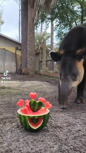 4.1K views · 87 reactions | Tug the Tapir Valentine extended video! #pcbflorida #zooworldpcb #tapir #Valentines #love | ZooWorld Panama City Beach | Facebook