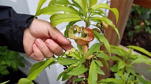 Dealing with Peach Leaf Curl 😬🌿🍑 🌿Affiliate/Sponsored Links🌿 Copper Fungicide - https://bit.ly/2MeJZ81 Horticultural Spray Oil - https://bit.ly/2Xd53BY Hose End Mix & Spray - https://amzn.to/2ytKmIA Tree-Tone - https://bit.ly/2zkx7Kw Disposable Measuring Cups - https://amzn.to/3eyFAsM Pixie Miniature Peach 🌿BRANDS WE PARTNER WITH🌿 Proven Winners - https://www.provenwinners.com/ Espoma Organic - https://www.espoma.com/ Gardener's Supply Company - https://www.gardeners.com/ Bonide - https:/