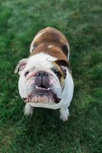 4.6K views · 224 reactions | We have so many wonderful pups available...