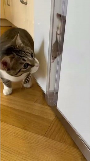Cat’s Unexpected Trick to Catch a Mouse #cat #catandmousegame #funny