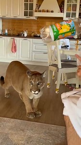 29K views · 1.4K reactions | This is facial expressions  #Messi #Puma #CAT #pumbacaracal #animal #wild #forest #animallover #love #reels #reelsvideo #trend #viral #fyp #trendingnow #trendingreels #pet #petlover #reels2024 #foryou #best #bestvideosdaily | PumbaCaracal | Facebook