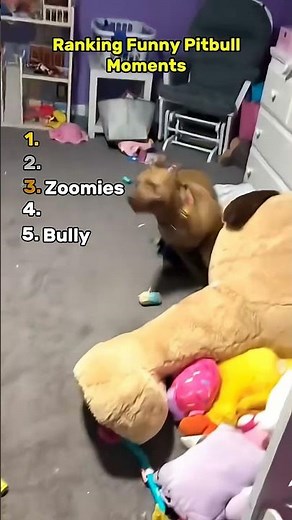 Funny Pitbull Moments