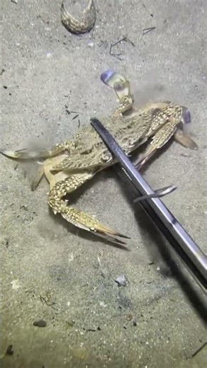 Ocean Foraging | Catching Seafood by Hand 🐟#UnderwaterHarvest #SeaForaging #OceanCatch#CoastalLife