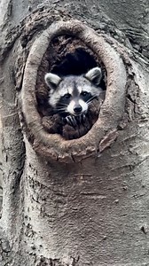 Central Park Raccoon NYC | New York City Photos