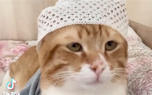 【MEME】Arabian cat