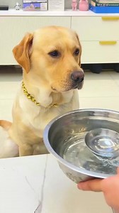 2M views · 10K reactions |  My dog has not liked drinking water since he was a child, but he fell in love with drinking water after watching this video. #dogs #funnydog #goldenretriever | Gsadfwe | Facebook