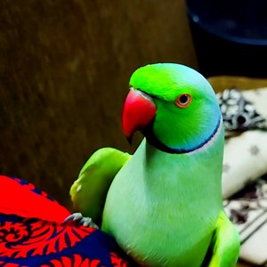 171K views · 14K reactions | How can Parrots Talk Like Human #birdtame #tamebird #tame #parrot #ringneckparrot #parrotvideo #parrottalking #talkingparrot #indianringneckparrot #parrotvoice #parrottame #BIRD24 | BIRD 24 | Facebook