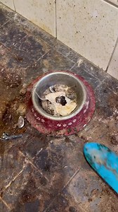 11K views · 337 reactions | A dirty house full of cats.. 識 ( tt: aurikatariina) #reels #cleaning #cleaning #cleaningmotivation #deepclean | Clean Tips | Facebook