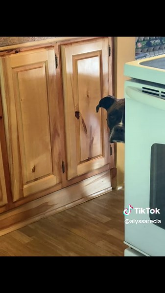 Understanding Clingy Boxer Dogs: A Fun Overview