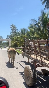 Tradicional transporte de carga: La Carreta #carreta #mexico #pueblomagico #travel #curiosidades | Ernesto Alvarado