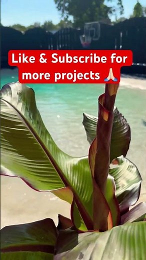 How To Create A Backyard Paradise (DIY)