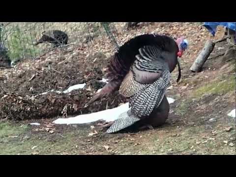 Wild Turkeys Mating March 25, 2013