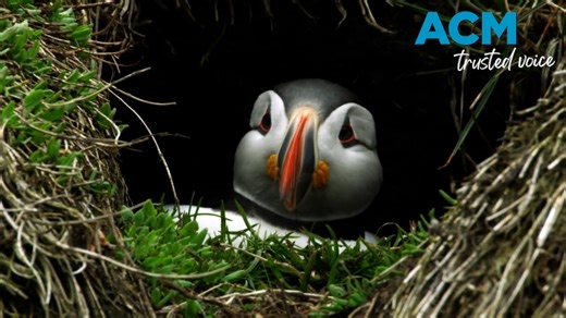 'Puffin Patrol' volunteers brave the nights to rescue stranded seabirds