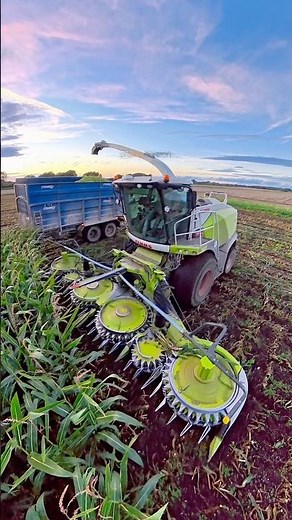 Harvesting Maize For Silage CLAAS Jaguar Forage Harvester