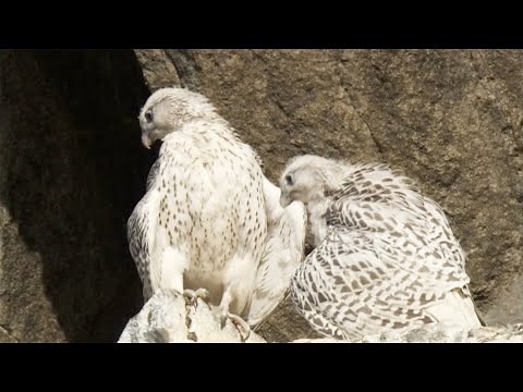 Young Falcons Learn to Fly | White Falcon, White Wolf (Part 6) | BBC Earth