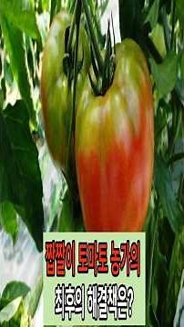 짭짤이 토마토 농가의 최후의 해결책은?#대저 토마토#짭짤이 토마토#토마토 당도 높이는 법#토마토 배꼽썩음병#토마토 토양관리#