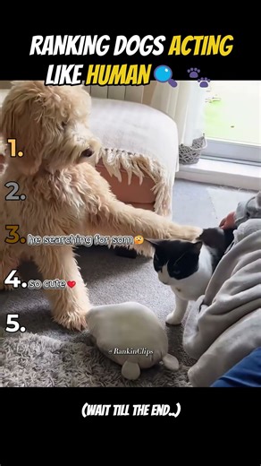 Animals Acting Like Humans 😂 | You Won’t Believe These Moments
