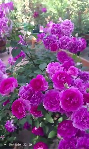 Rose | Flowers and Nature