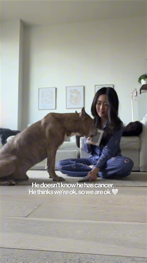 Adorable Dog Paw & Nose Prints | Pet Love