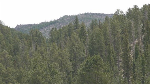 Campfires restricted to designated sites in Black Hills Forest Fire Protection District