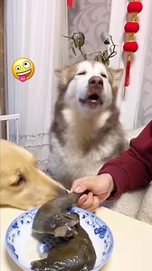 5.1K views · 40 reactions | Funny Now on Reels | Facebook