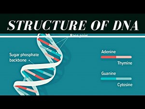 Structure of DNA | Hindi |