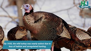 1.9K views · 48 reactions | Have you seen any wild turkey in your part of New Jersey? Please share a photo! #130th #newjersey #newjerseyfishandwildlife #anniversary #turkey #turkeyhunting #wildlife #wildturkey | New Jersey Fish & Wildlife | Facebook