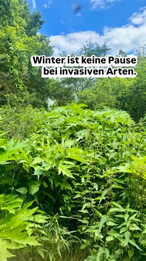 Winter wird oft als Pause verstanden. Bei invasiven Arten ist das fachlich falsch. Gerade in den Wintermonaten werden die entscheidenden Weichen gestellt. Ob Flächen im Frühjahr beherrschbar bleiben oder eskalieren, entscheidet sich nicht erst während der Vegetationsperiode. Fehlende Planung, falsche Prioritäten oder Abwarten führen später zu höherem Aufwand und steigenden Kosten. Wirksame Eindämmung beginnt mit klarer Analyse und Entscheidungen zur richtigen Zeit. Einen ruhigen 4. Advent. #inva