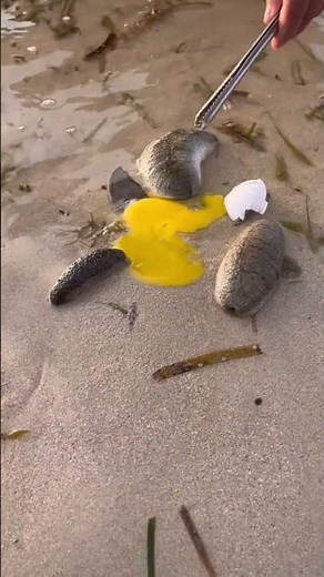 Amazing Sea Creature Found on the Beach! 😱🌊